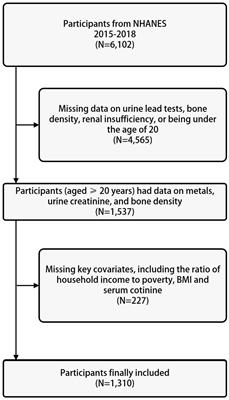 The influence of adult urine lead exposure on bone mineral densit: NHANES 2015-2018